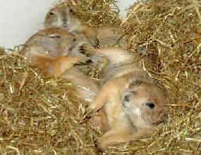 Puce , Pixell et Rustine