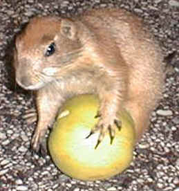 Yuma et sa pomme