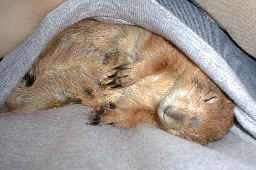 Sieste sur le dos