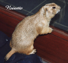 Noisette