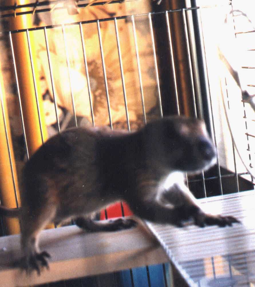 Oscar