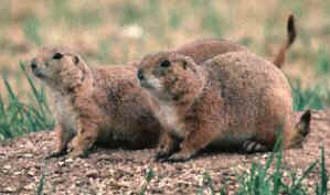 Couple de Chiens de Prairie